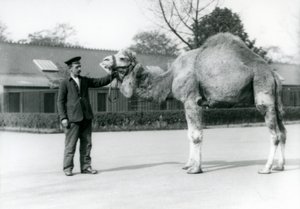 Un dromadaire ou chameau arabe avec le gardien W. Styles au zoo de Londres en 1923